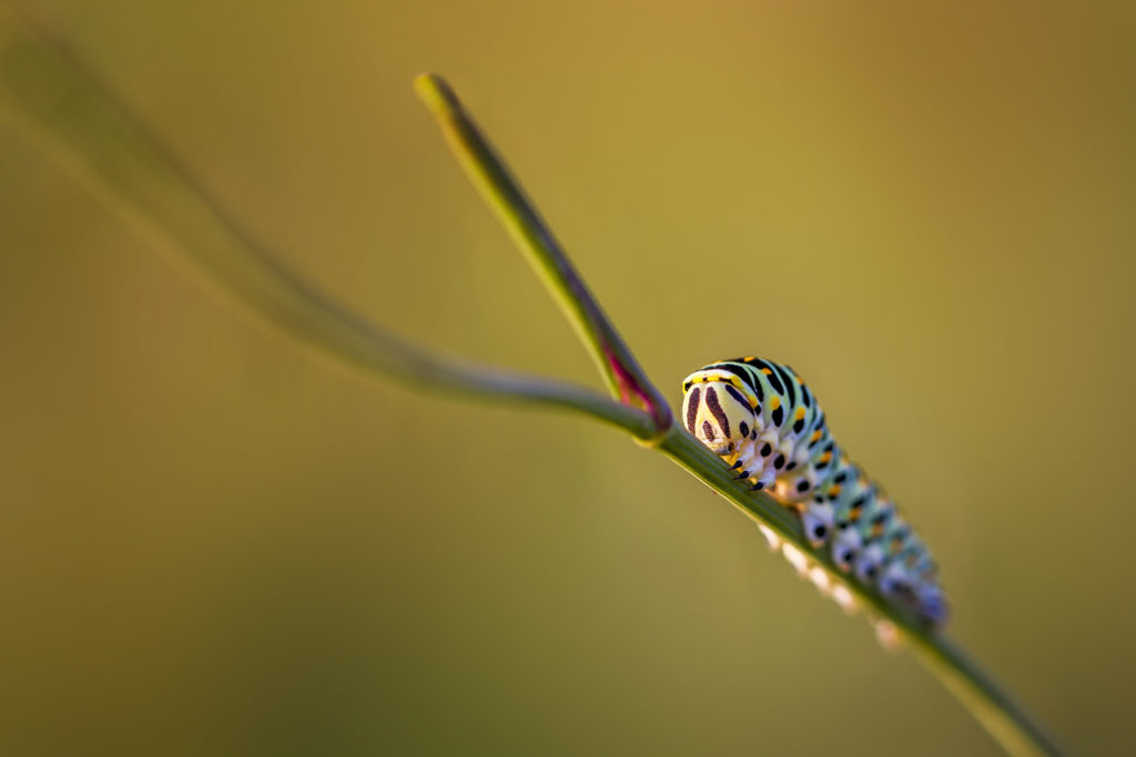 Chenille - Macrophotographie