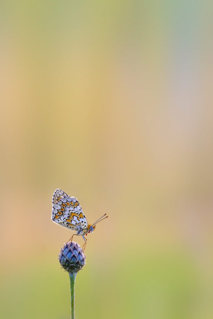 Papillon - Macrophotographie