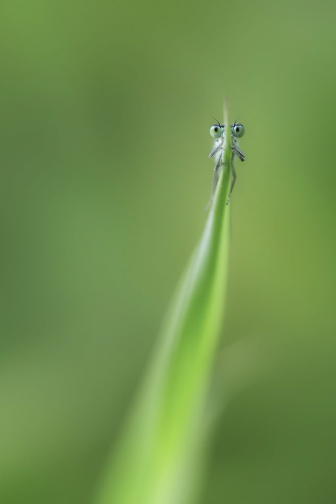 Libellule - Macrophotographie