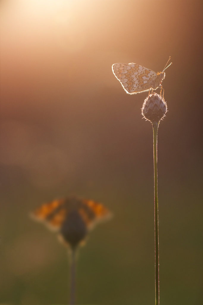 Papillon - Macrophotographie