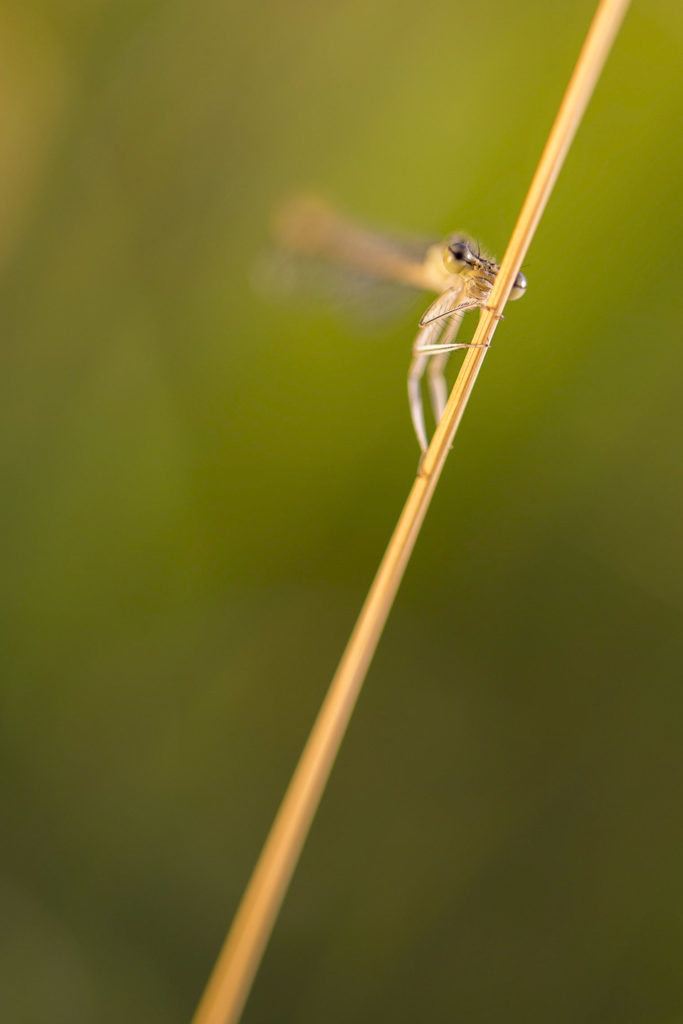 Libellule - Macrophotographie